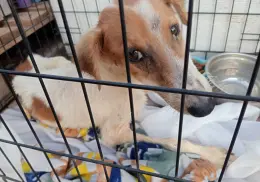 Rescate Animal de Cajeme pide apoyo para salvar a canes