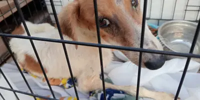 Rescate Animal de Cajeme pide apoyo para salvar a canes