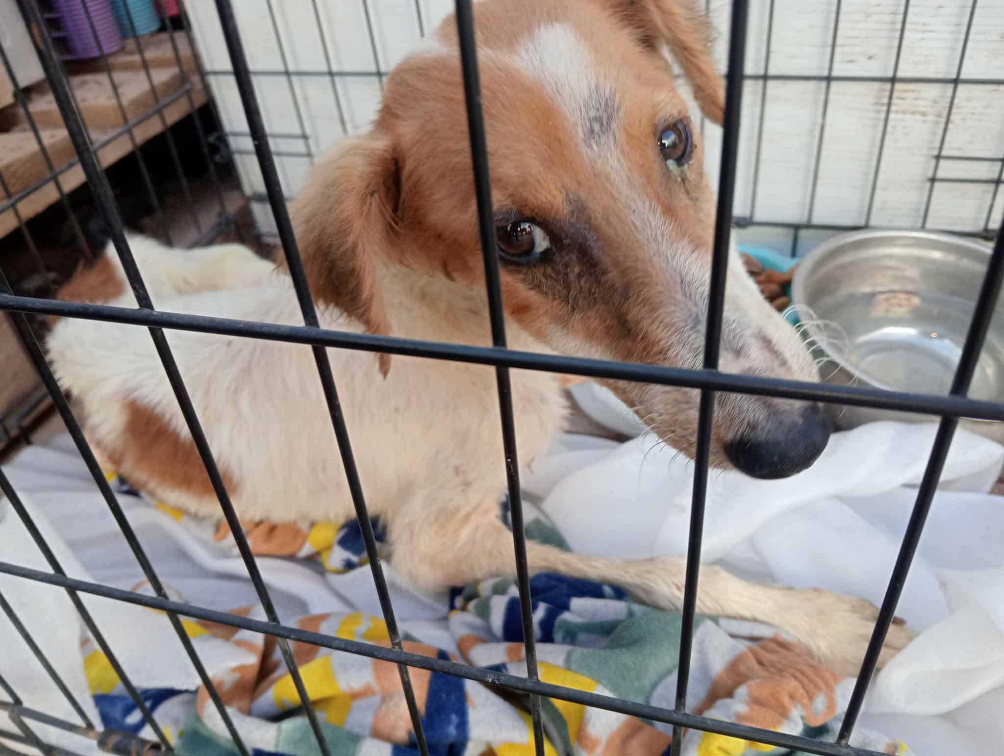 Rescate Animal de Cajeme pide apoyo para salvar a canes