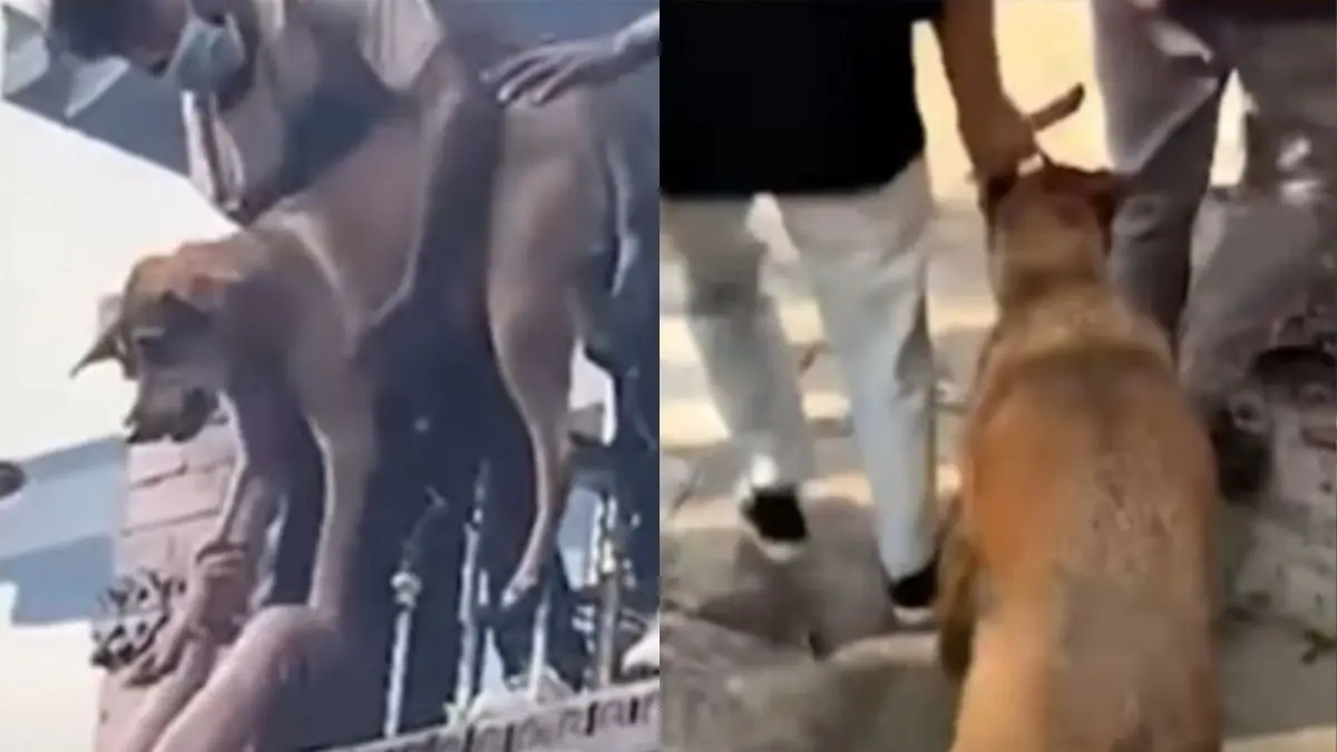 Manifestante salva a perrito atrapado en llamas durante protestas