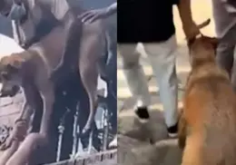 Manifestante salva a perrito atrapado en llamas durante protestas en Nepal