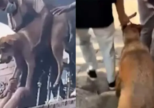 Manifestante salva a perrito atrapado en llamas durante protestas en Nepal
