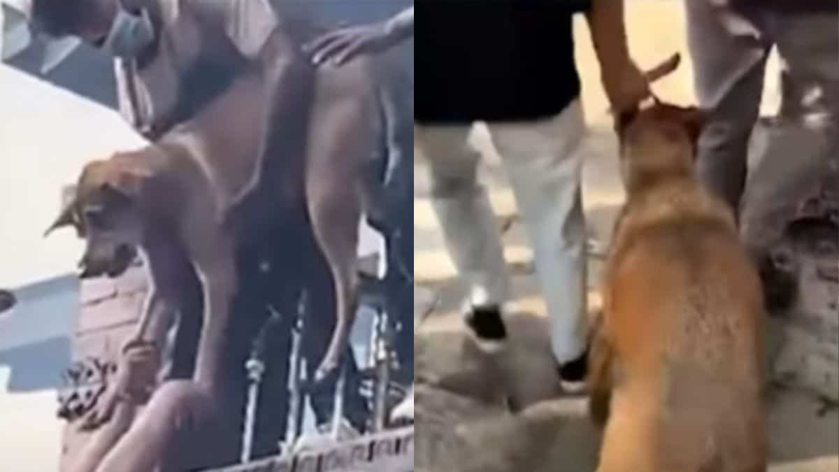 Manifestante salva a perrito atrapado en llamas durante protestas en Nepal