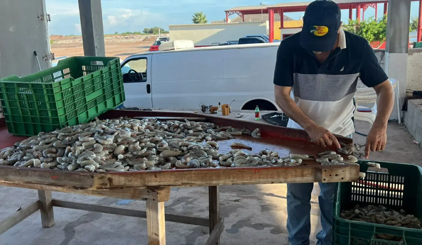 Pescadores de Huatabampo tienen mal inicio de temporada de camarón