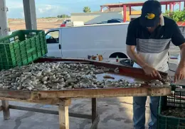 Pescadores de Huatabampo tienen mal inicio de temporada de camarón