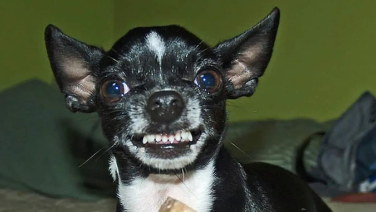 ¿Un perro chihuahua captado al frente de una manada de lobos? Te decimos la verdad