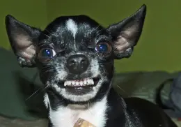 ¿Un perro chihuahua captado al frente de una manada de lobos? Te decimos la verdad
