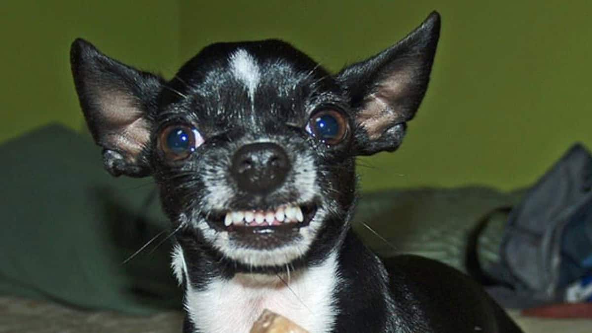¿Un perro chihuahua captado al frente de una manada de lobos? Te decimos la verdad