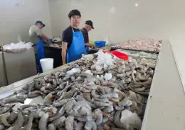 Ayuda inicio de zafra a bajar precio del camarón