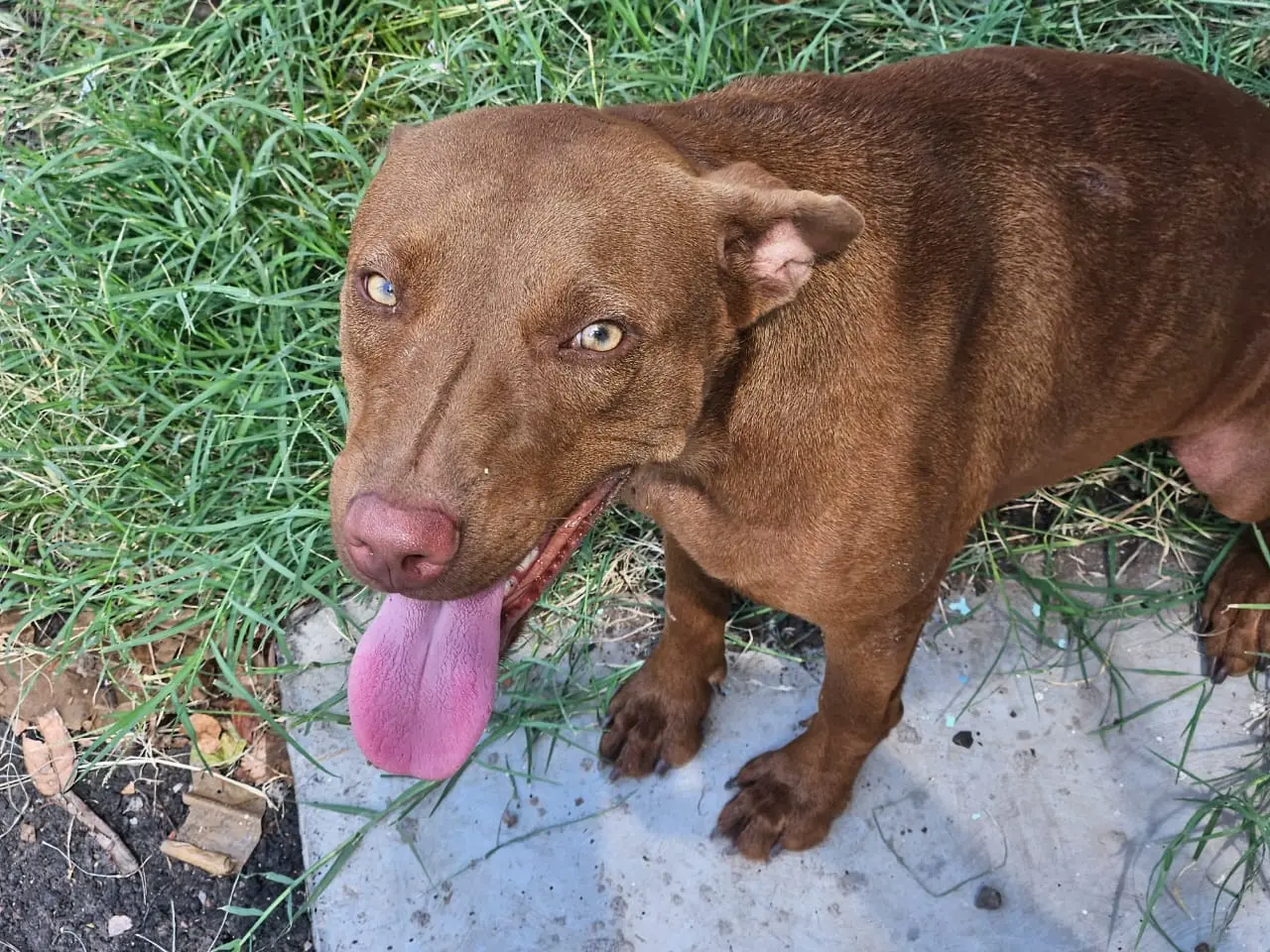 Rickettsiosis puede ser mortal en mascotas