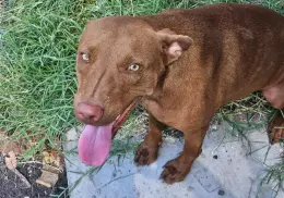 Rickettsiosis puede ser mortal en mascotas