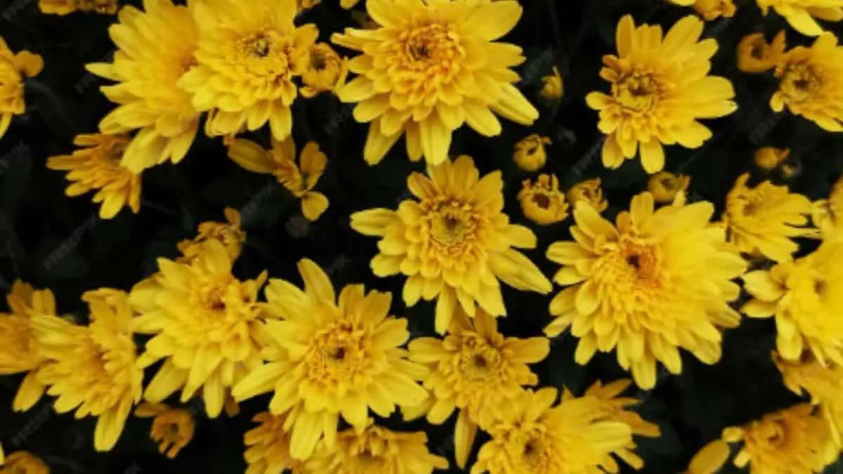 ¿Por qué se regalan flores amarillas el 21 de septiembre?