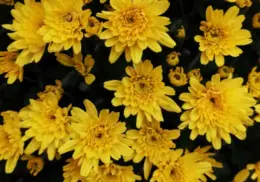 ¿Por qué se regalan flores amarillas el 21 de septiembre? Esta es la razón detrás del trend