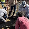Autoridades mexicanas atienden caso de gusano barrenador en ganado en Nuevo León