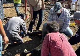 Autoridades mexicanas atienden caso de gusano barrenador en ganado en Nuevo León
