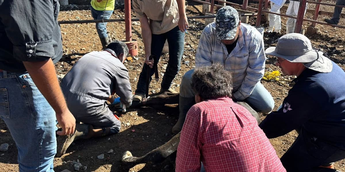 Autoridades mexicanas atienden caso de gusano barrenador en ganado en Nuevo León