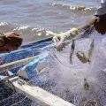 Pescadores del sur de Sonora piden repoblamiento del camarón