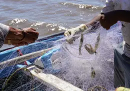 Pescadores del sur de Sonora piden repoblamiento del camarón