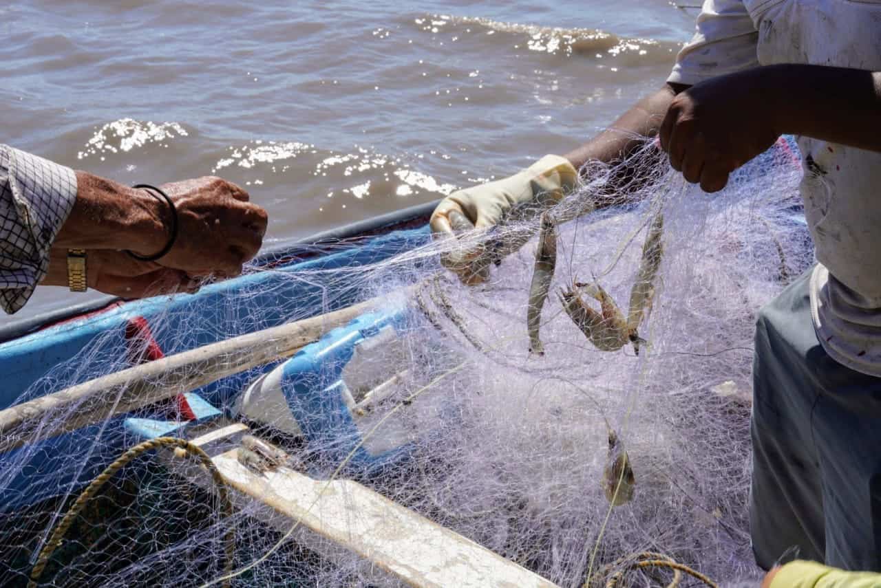 Pescadores del sur de Sonora piden repoblamiento del camarón