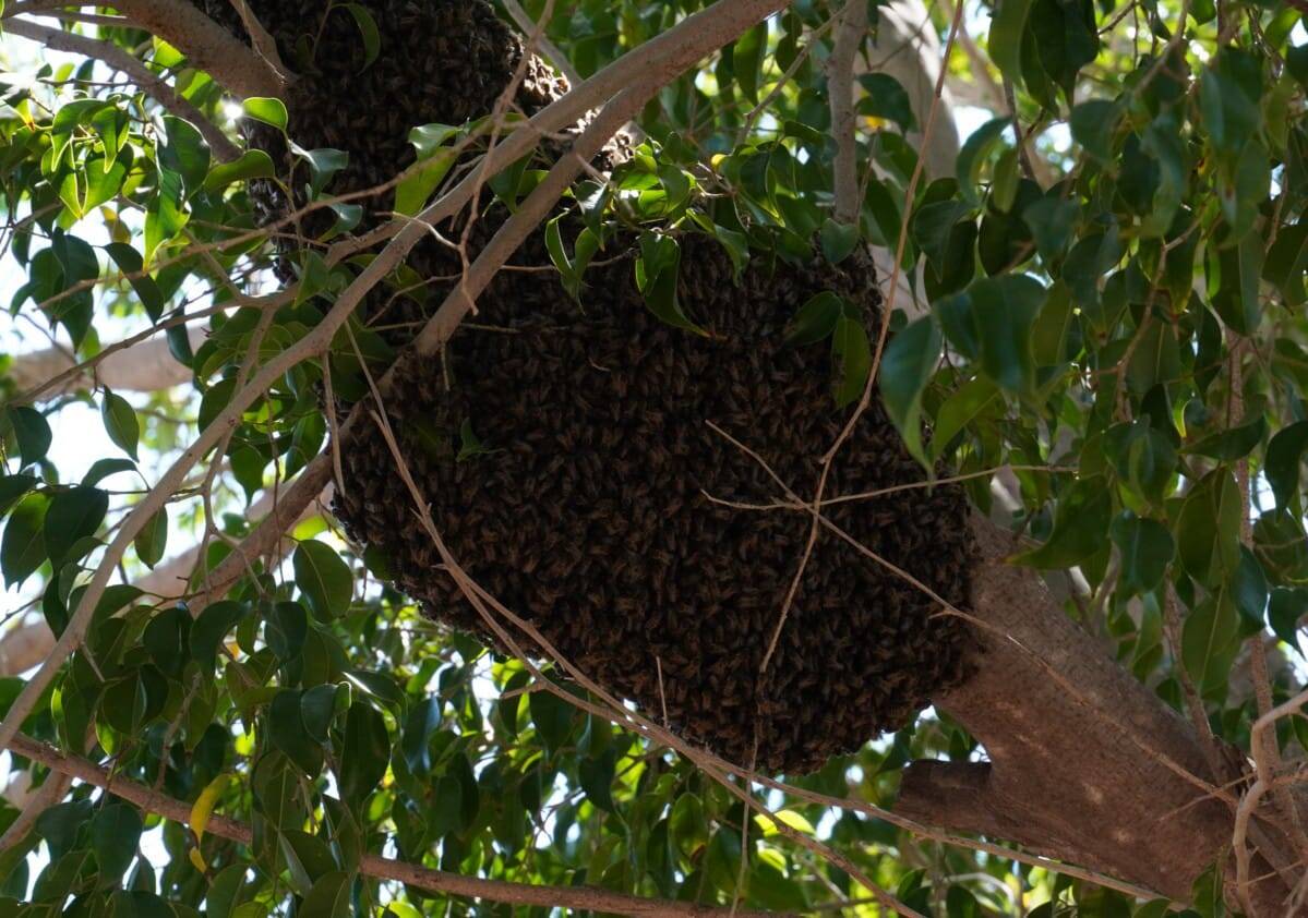 Evacuan primaria por panal de abejas en Obregón