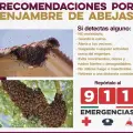 Gobierno de Sonora exhorta a reportar presencia de enjambres de abejas al 9-1-1
