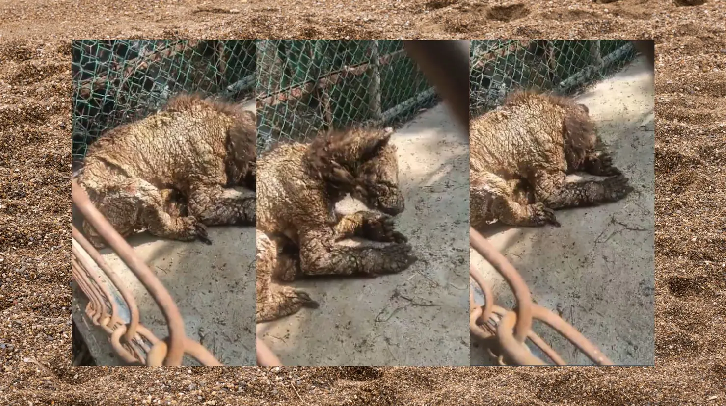 Osezna con sarna y desnutrición en zoológico de Nuevo León genera indignación en redes sociales