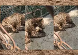 Osezna con sarna y desnutrición en zoológico de Nuevo León genera indignación en redes sociales