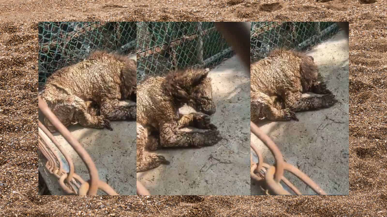 Osezna con sarna y desnutrición en zoológico de Nuevo León genera indignación en redes sociales