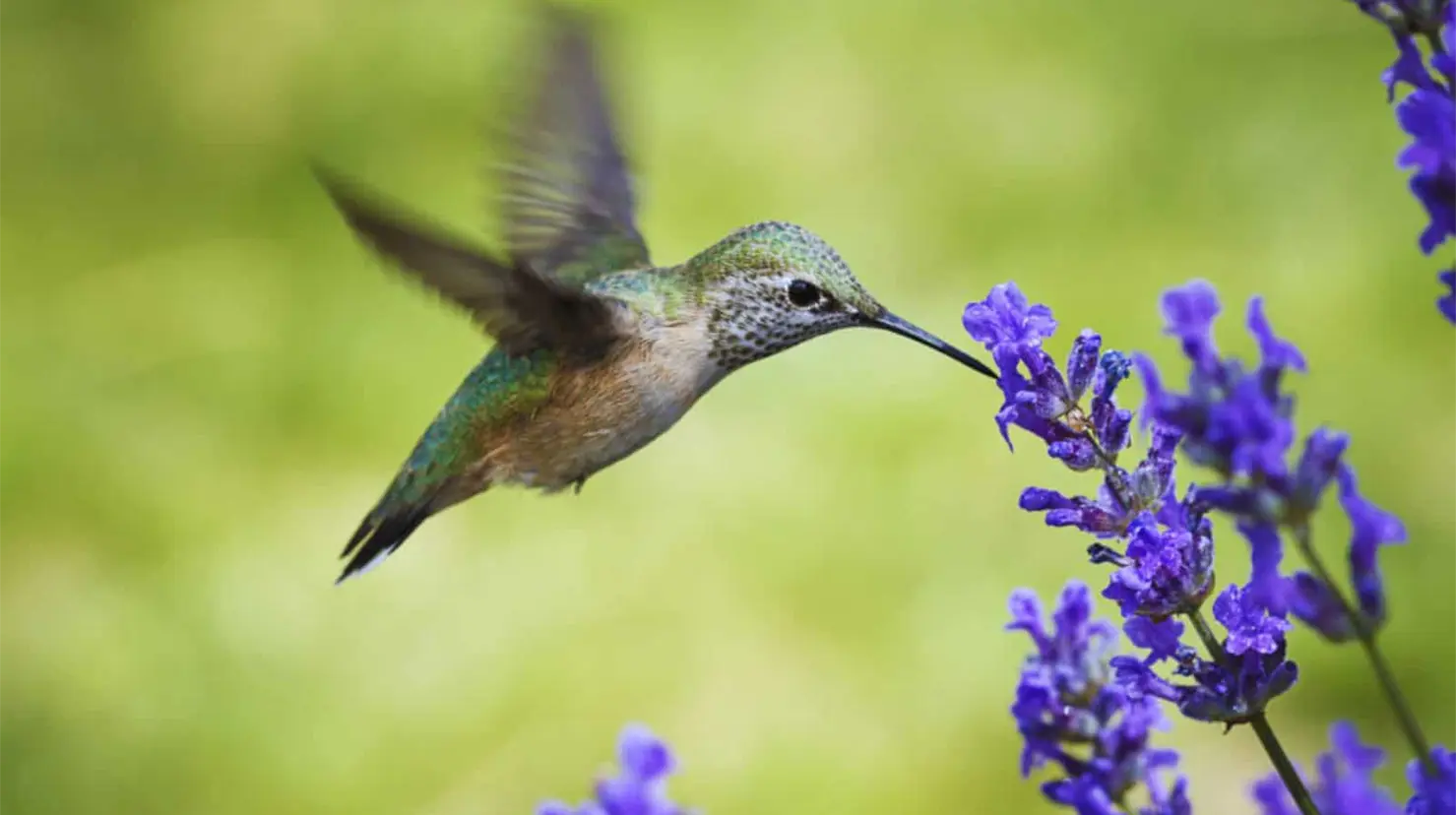 Cómo adoptar un colibrí sin enjaularlo; crea un santuario natural