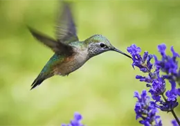 Cómo adoptar un colibrí sin enjaularlo; crea un santuario natural