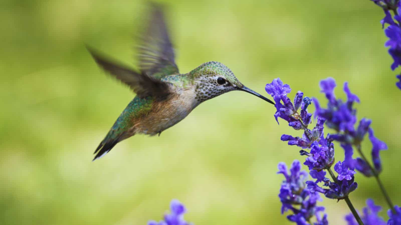 Cómo adoptar un colibrí sin enjaularlo; crea un santuario natural