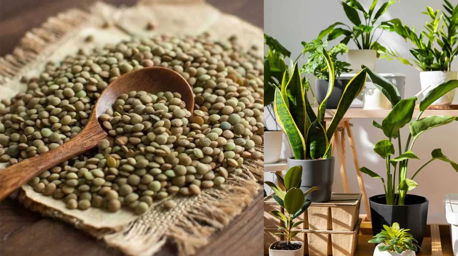 Lentejas, el truco casero para hacer florecer las plantas