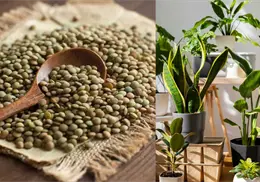 Lentejas, el truco casero para hacer florecer las plantas