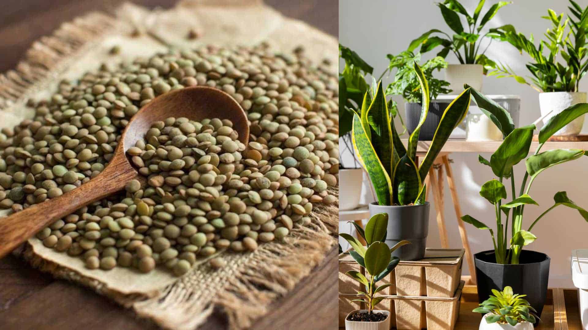 Lentejas, el truco casero para hacer florecer las plantas