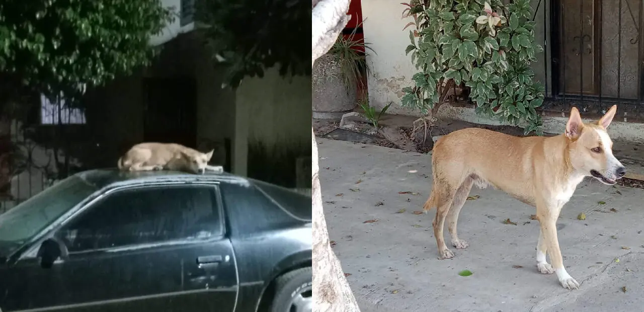 Denuncian jauría peligrosa en la colonia Campestre