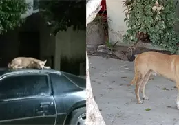 Denuncian jauría peligrosa en la colonia Campestre