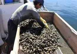 Sonora con potencial para cultivo de moluscos