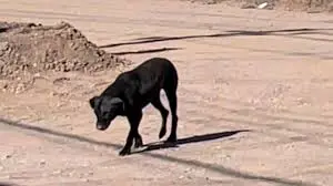 Aumentan reportes por perros callejeros en Ciudad Obregón: van 530 en el año