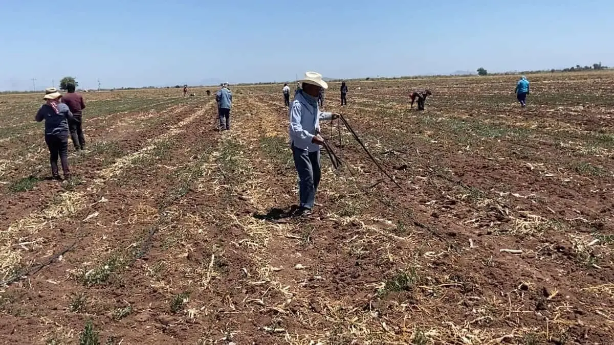 Productores se preparan para el nuevo ciclo agrícola