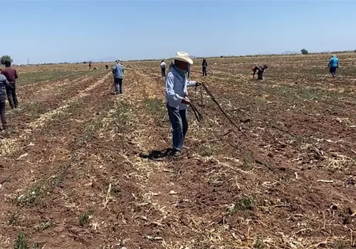 Productores se preparan para el nuevo ciclo agrícola