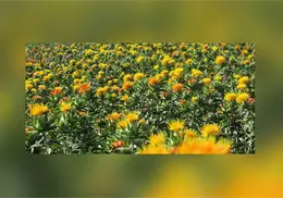 Sonora implementará campañas de control de plagas en agricultura