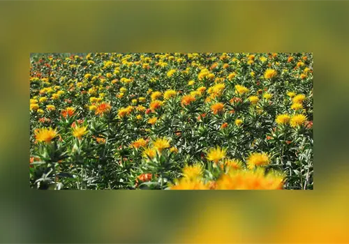 Sonora implementará campañas de control de plagas en agricultura