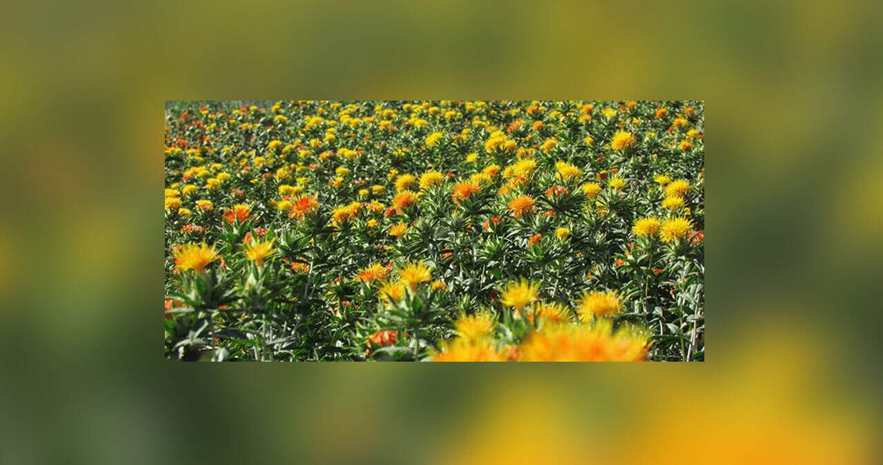 Sonora implementará campañas de control de plagas en agricultura