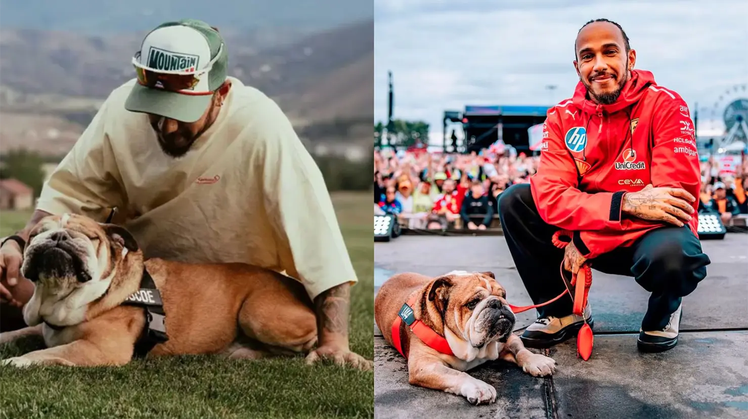 Muere Roscoe, el fiel bulldog de Lewis Hamilton que robó corazones en la Fórmula 1