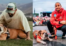 Muere Roscoe, el fiel bulldog de Lewis Hamilton que robó corazones en la Fórmula 1