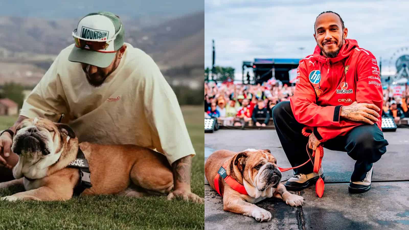 Muere Roscoe, el fiel bulldog de Lewis Hamilton que robó corazones en la Fórmula 1