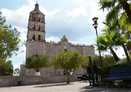 Álamos con decremento poblacional en los últimos años