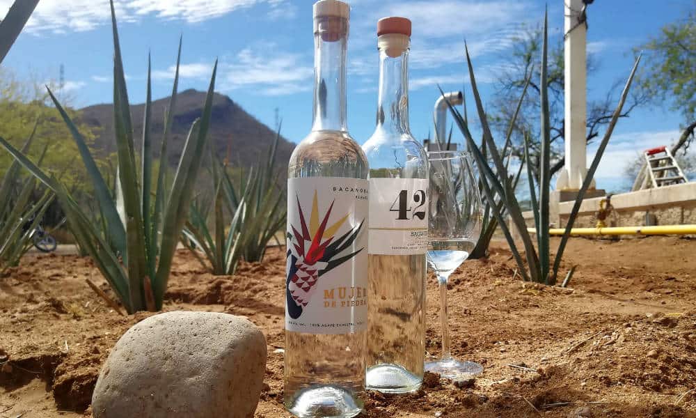 Consejo Regulador del Bacanora del Estado de Sonora busca certificar el producto