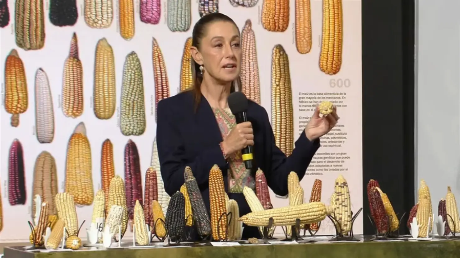 Día Nacional del Maíz: Gobierno de México destaca la importancia de proteger la diversidad del grano