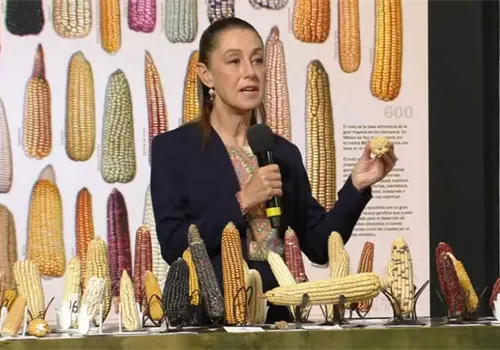 Día Nacional del Maíz: Gobierno de México destaca la importancia de proteger la diversidad del grano